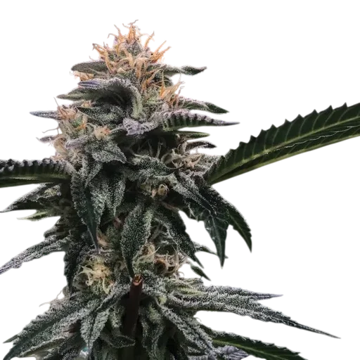 Banana Sorbet | PHOTOFEM | DNA Genetics - Freigestellt 2026-08-13
