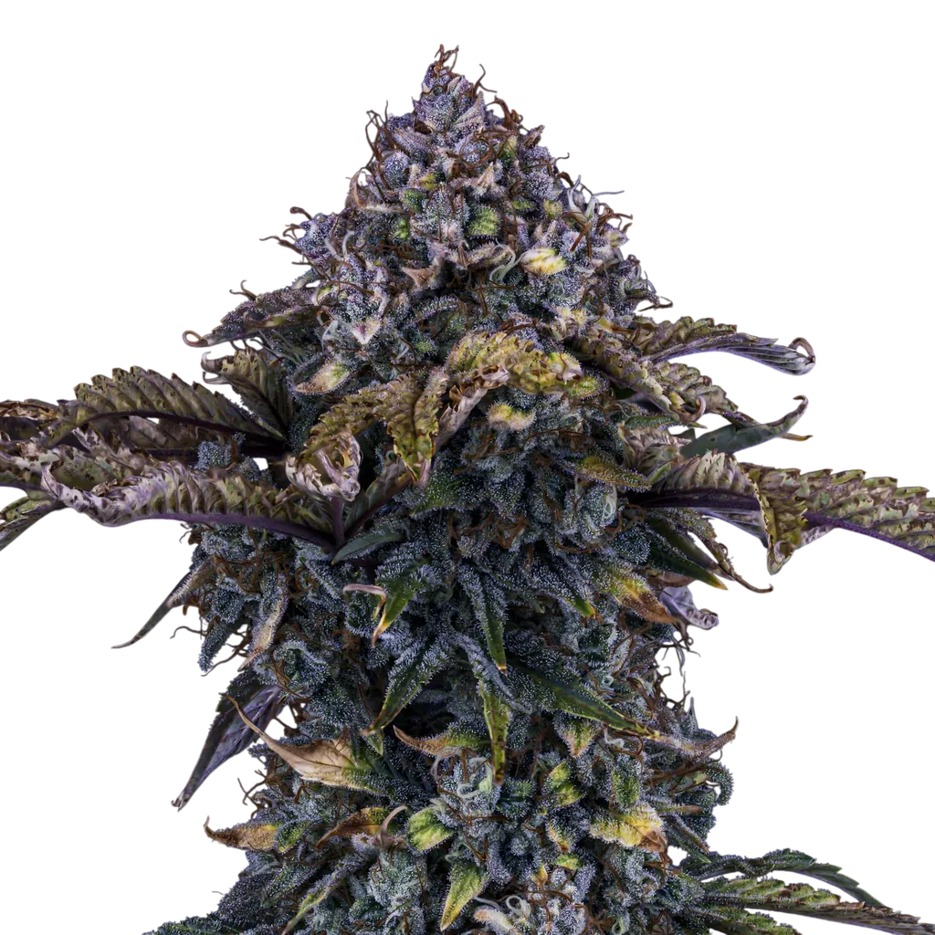 Bear Assed Monkey Auto | AUTOFEM | Mephisto Genetics - Freigestellt 2026-08-13