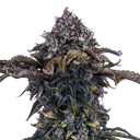 Bear Assed Monkey Auto | AUTOFEM | Mephisto Genetics - Freigestellt 2026-08-13