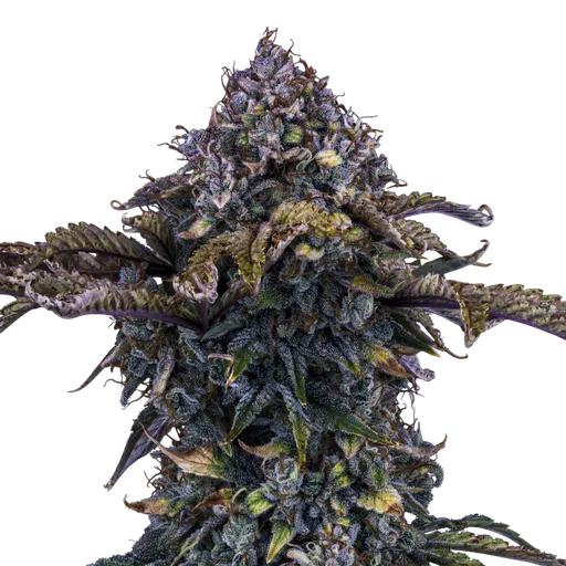 Bear Assed Monkey Auto | AUTOFEM | Mephisto Genetics - Freigestellt 2026-08-13