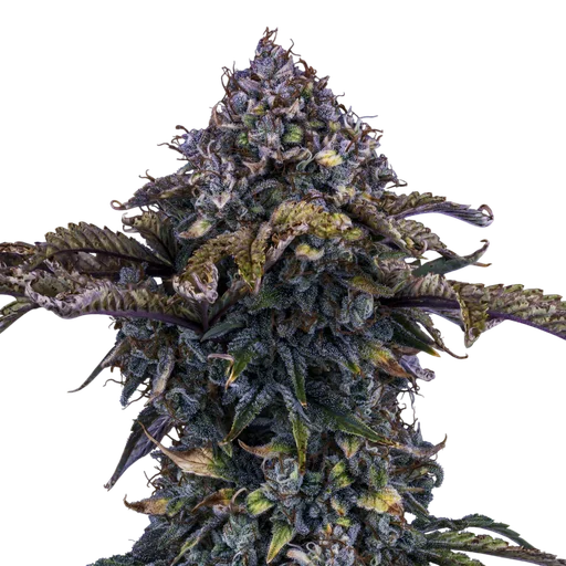 Bear Assed Monkey Auto | AUTOFEM | Mephisto Genetics - Freigestellt 2026-08-13