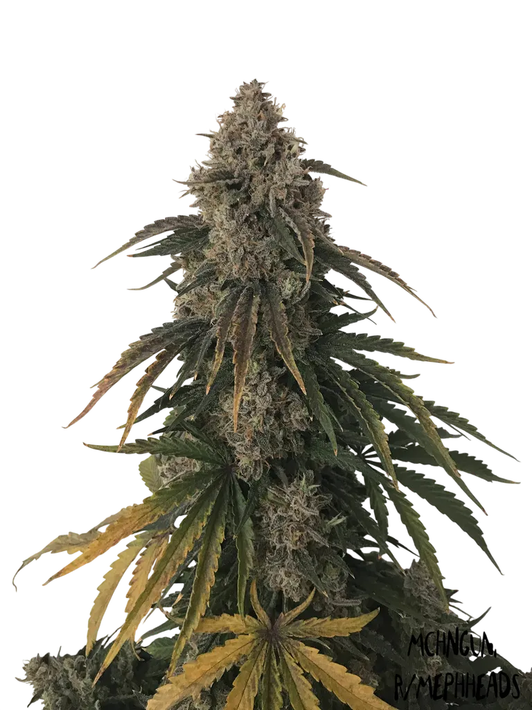 Beary White Auto | AUTOFEM | Mephisto Genetics - Freigestellt 2026-08-13