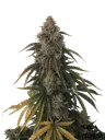 Beary White Auto | AUTOFEM | Mephisto Genetics - Freigestellt 2026-08-13