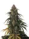 Beary White Auto | AUTOFEM | Mephisto Genetics - Freigestellt 2026-08-13