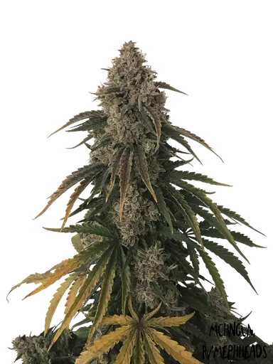 Beary White Auto | AUTOFEM | Mephisto Genetics - Freigestellt 2026-08-13
