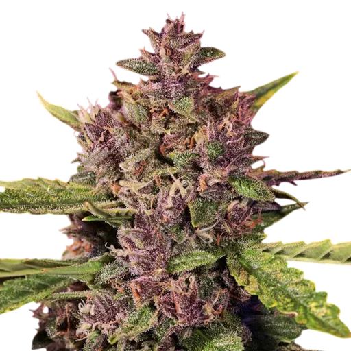 Berry Auto | AUTOFEM | G13 Labs - Freigestellt 2026-08-13