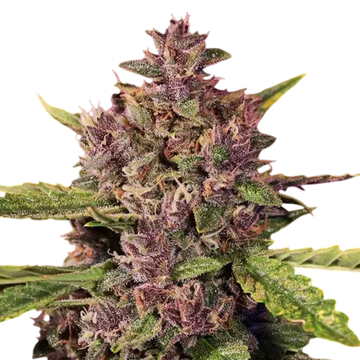 Berry Auto | AUTOFEM | G13 Labs - Freigestellt 2026-08-13