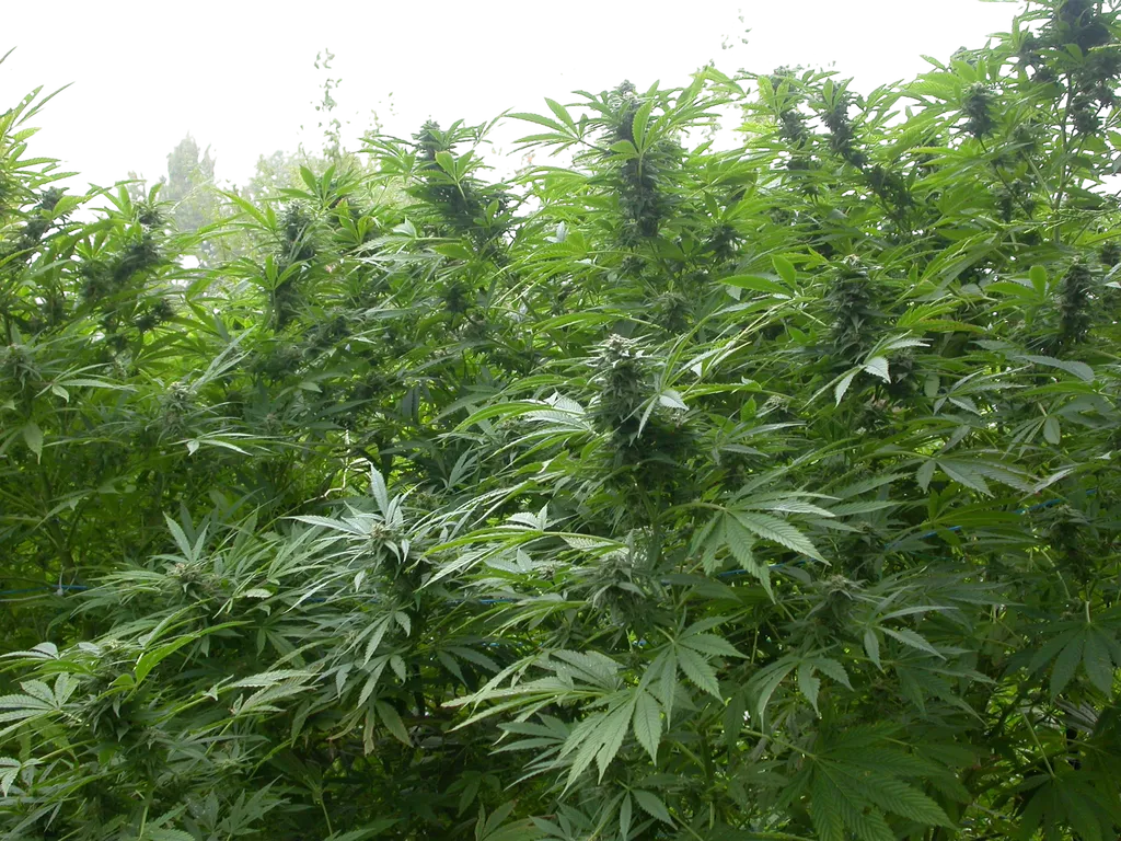 Biddy Early | PHOTOFEM | Serious Seeds - Freigestellt 2026-08-13