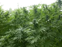 Biddy Early | PHOTOFEM | Serious Seeds - Freigestellt 2026-08-13