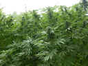 Biddy Early | PHOTOFEM | Serious Seeds - Freigestellt 2026-08-13
