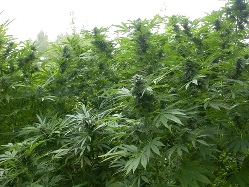 Biddy Early | PHOTOFEM | Serious Seeds - Freigestellt 2026-08-13