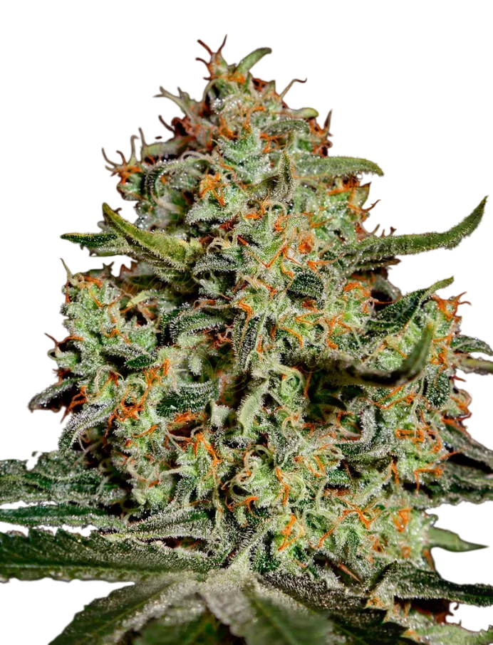 Big Bang | PHOTOFEM | Greenhouse Seed Co. - Freigestellt 2026-08-13