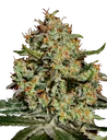 Big Bang | PHOTOFEM | Greenhouse Seed Co. - Freigestellt 2026-08-13