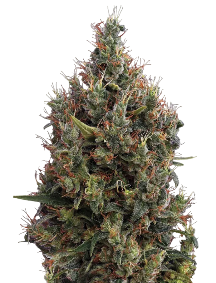 Big Bang Auto | AUTOFEM | Greenhouse Seed Co. - Freigestellt 2026-08-13