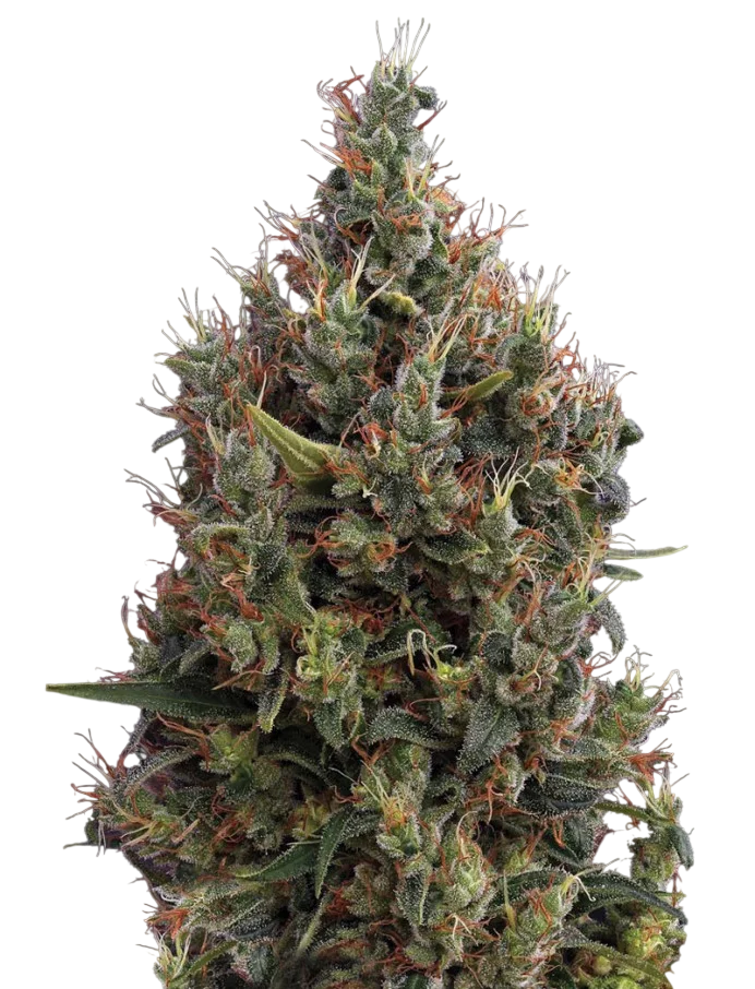 Big Bang Auto | AUTOFEM | Greenhouse Seed Co. - Freigestellt 2026-08-13