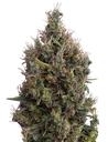 Big Bang Auto | AUTOFEM | Greenhouse Seed Co. - Freigestellt 2026-08-13