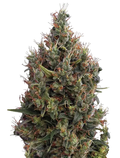 Big Bang Auto | AUTOFEM | Greenhouse Seed Co. - Freigestellt 2026-08-13
