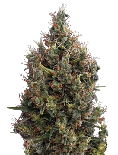 Big Bang Auto | AUTOFEM | Greenhouse Seed Co. - Freigestellt 2026-08-13