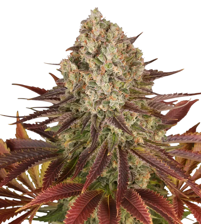 Biscotti | PHOTOFEM | Barneys Farm - Freigestellt 2026-08-13