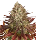 Biscotti | PHOTOFEM | Barneys Farm - Freigestellt 2026-08-13