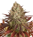 Biscotti | PHOTOFEM | Barneys Farm - Freigestellt 2026-08-13