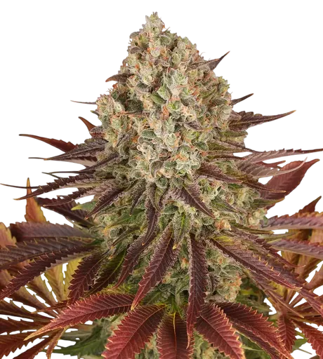 Biscotti | PHOTOFEM | Barneys Farm - Freigestellt 2026-08-13
