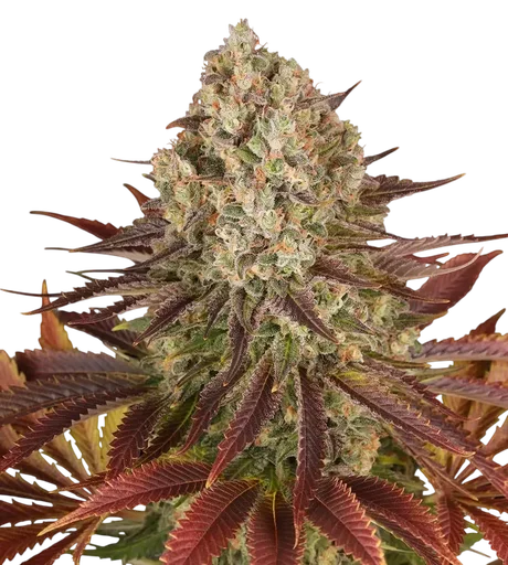 Biscotti | PHOTOFEM | Barneys Farm - Freigestellt 2026-08-13