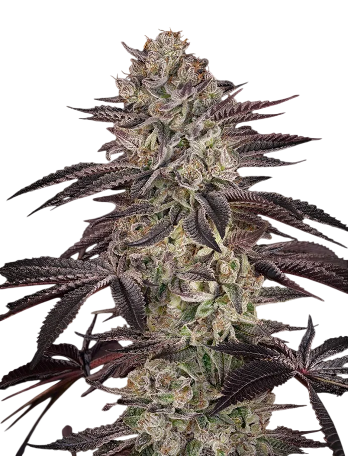 Biscotti Auto | AUTOFEM | Greenhouse Seed Co. - Freigestellt 2026-08-13