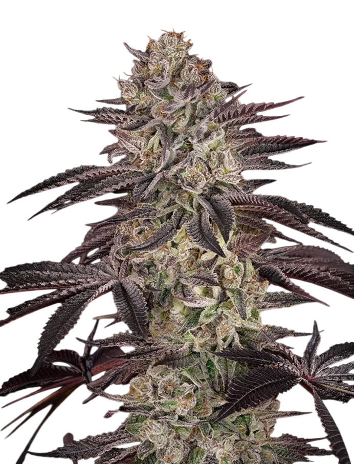 Biscotti Auto | AUTOFEM | Greenhouse Seed Co. - Freigestellt 2026-08-13