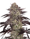Biscotti Auto | AUTOFEM | Greenhouse Seed Co. - Freigestellt 2026-08-13