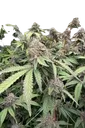 Biscotti Gelato | PHOTOFEM | Fast Buds - Freigestellt 2026-08-13