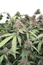 Biscotti Gelato | PHOTOFEM | Fast Buds - Freigestellt 2026-08-13