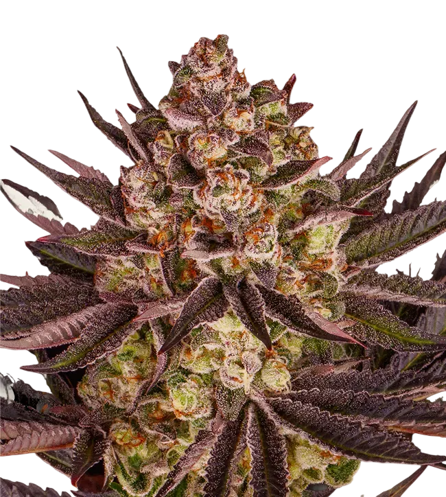 Biscotti Mintz | PHOTOFEM | Barneys Farm - Freigestellt 2026-08-13