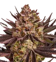 Biscotti Mintz | PHOTOFEM | Barneys Farm - Freigestellt 2026-08-13