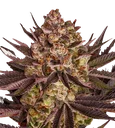 Biscotti Mintz | PHOTOFEM | Barneys Farm - Freigestellt 2026-08-13