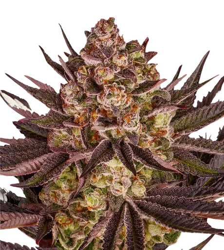 Biscotti Mintz | PHOTOFEM | Barneys Farm - Freigestellt 2026-08-13