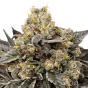 Biscotti Zkittlez | PHOTOFEM | 00 Seeds - Freigestellt 2026-08-13