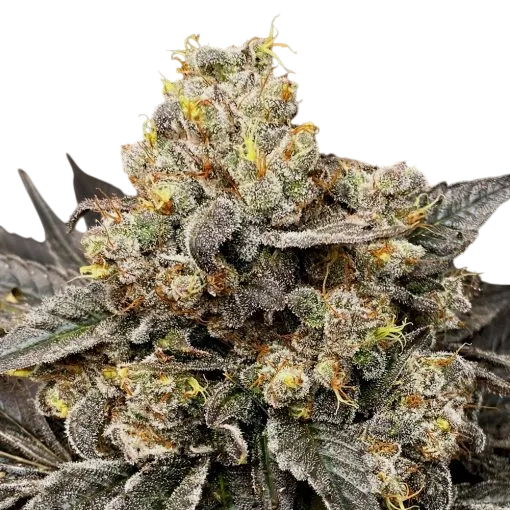 Biscotti Zkittlez | PHOTOFEM | 00 Seeds - Freigestellt 2026-08-13
