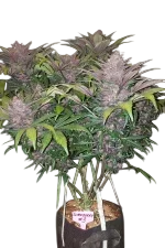 Blackberry Auto | AUTOFEM | Fast Buds - Freigestellt 2026-08-13