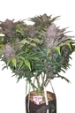Blackberry Auto | AUTOFEM | Fast Buds - Freigestellt 2026-08-13