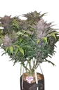Blackberry Auto | AUTOFEM | Fast Buds - Freigestellt 2026-08-13