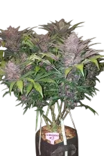 Blackberry Auto | AUTOFEM | Fast Buds - Freigestellt 2026-08-13