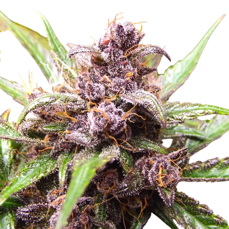 Blackberry Kush Auto | AUTOFEM | Dutch Passion - Freigestellt 2026-08-13