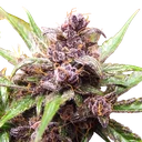 Blackberry Kush Auto | AUTOFEM | Dutch Passion - Freigestellt 2026-08-13