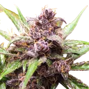 Blackberry Kush Auto | AUTOFEM | Dutch Passion - Freigestellt 2026-08-13