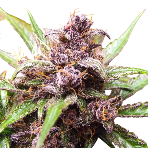 Blackberry Kush Auto | AUTOFEM | Dutch Passion - Freigestellt 2026-08-13