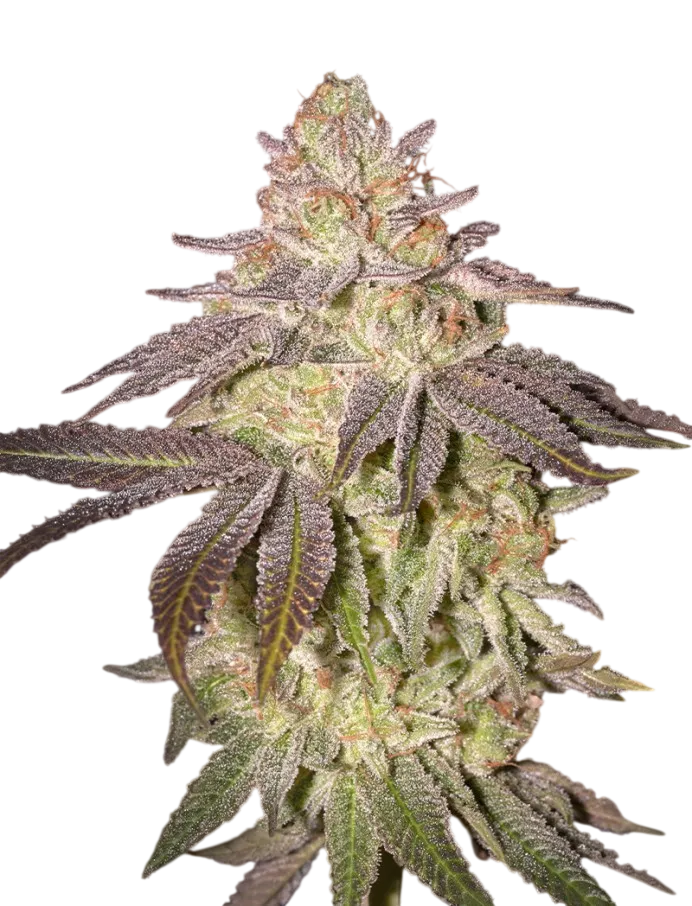 Black Toffee Auto | AUTOFEM | Greenhouse Seed Co. - Freigestellt 2026-08-13
