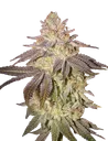 Black Toffee Auto | AUTOFEM | Greenhouse Seed Co. - Freigestellt 2026-08-13