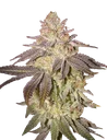 Black Toffee Auto | AUTOFEM | Greenhouse Seed Co. - Freigestellt 2026-08-13