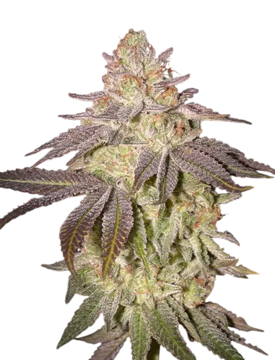 Black Toffee Auto | AUTOFEM | Greenhouse Seed Co. - Freigestellt 2026-08-13